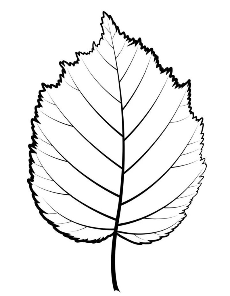 tô màu chiếc lá 14