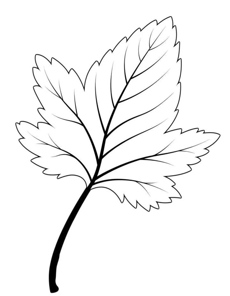 tô màu chiếc lá 15