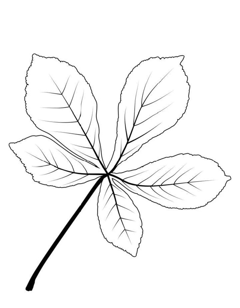 tô màu chiếc lá 16