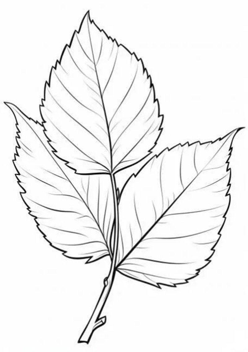 tô màu chiếc lá 24