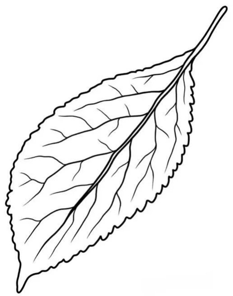 tô màu chiếc lá 29