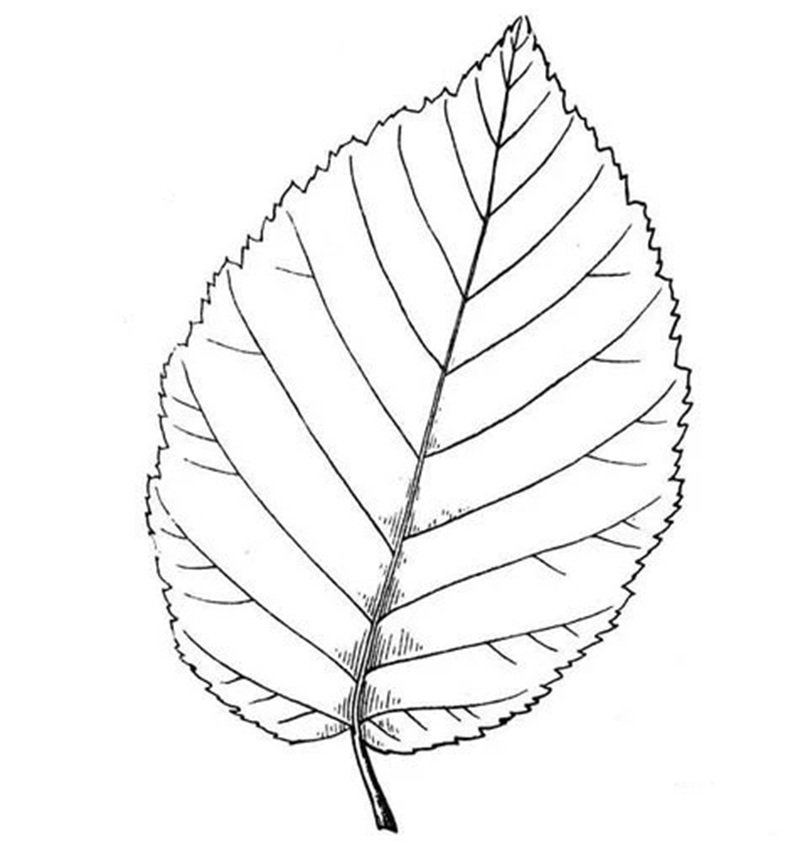 tô màu chiếc lá 3