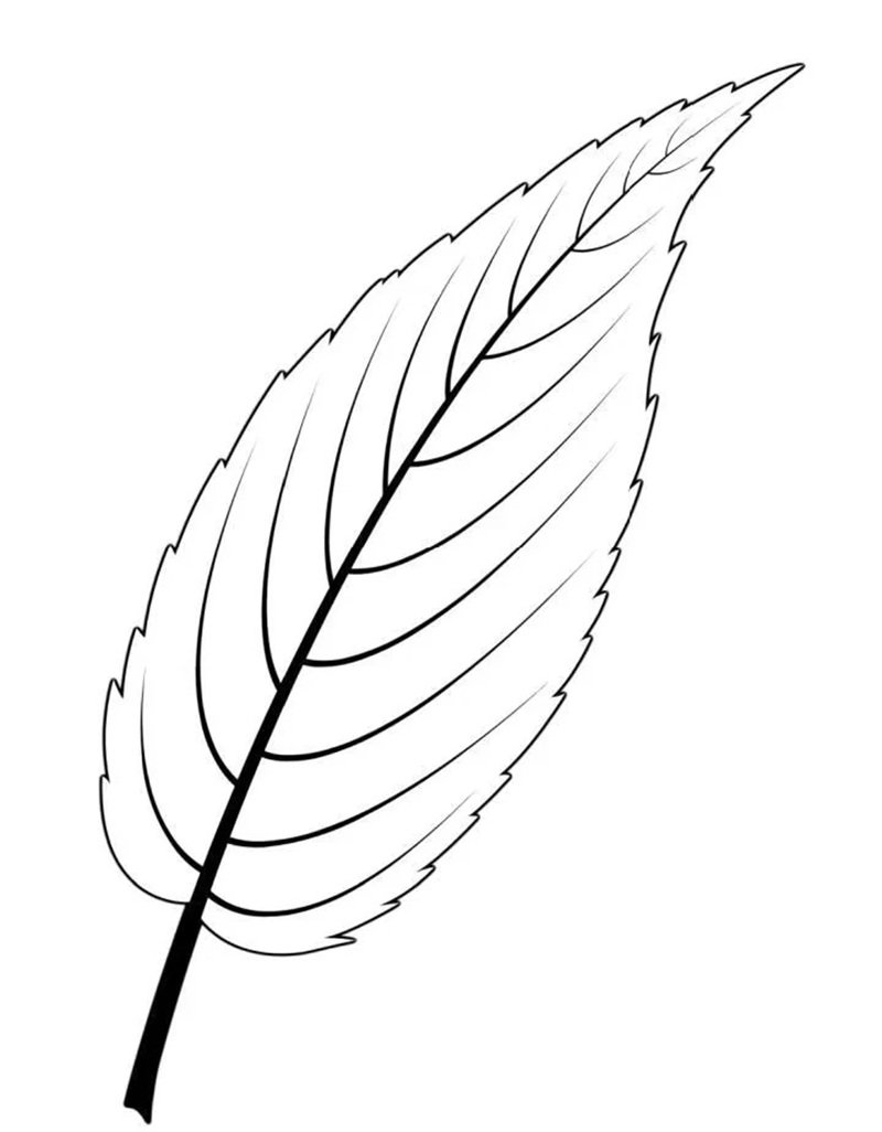 tô màu chiếc lá 42