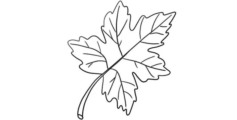 tô màu chiếc lá 5