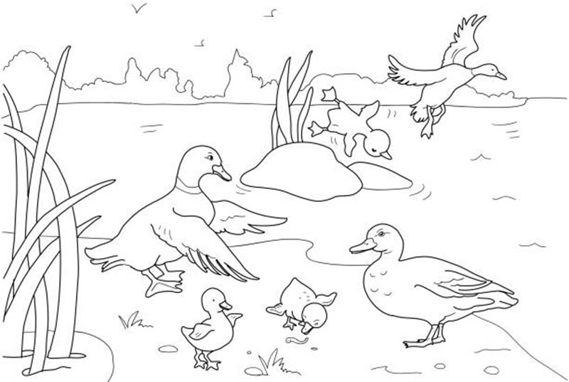 Duck Family Coloring book pages
