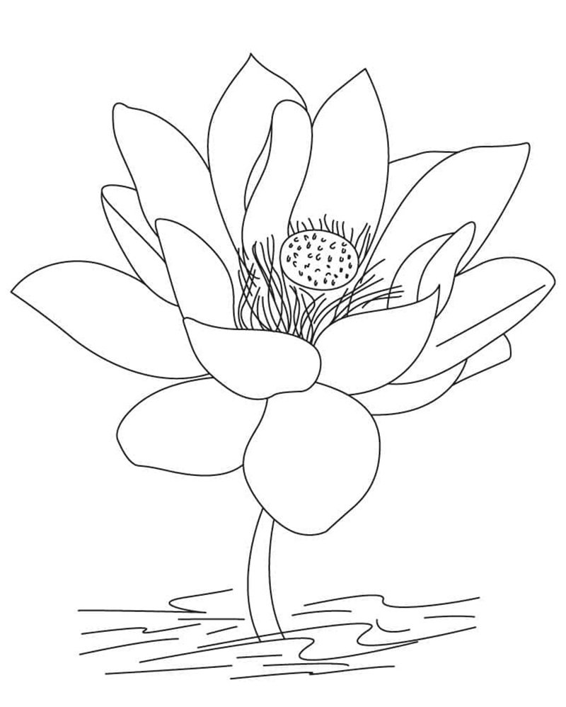 tranh tô màu hoa sen 12