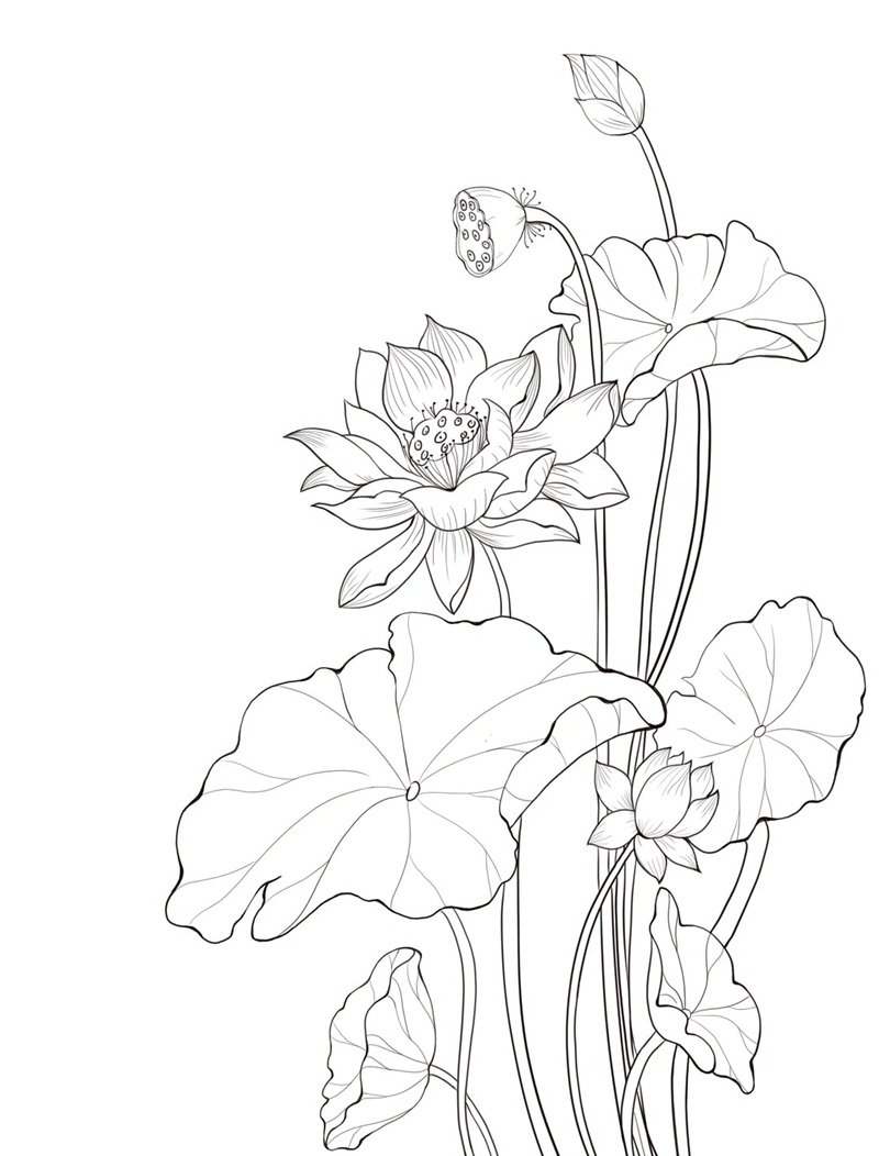 tranh tô màu hoa sen 17