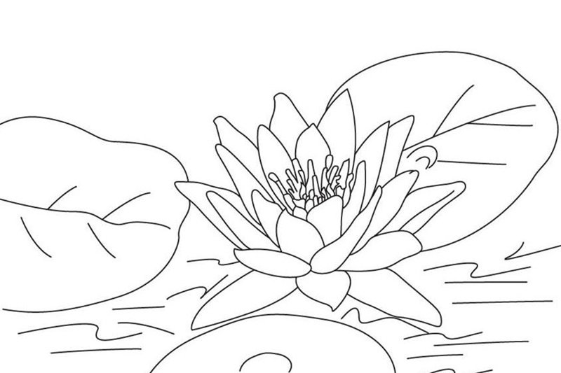 tranh tô màu hoa sen 2