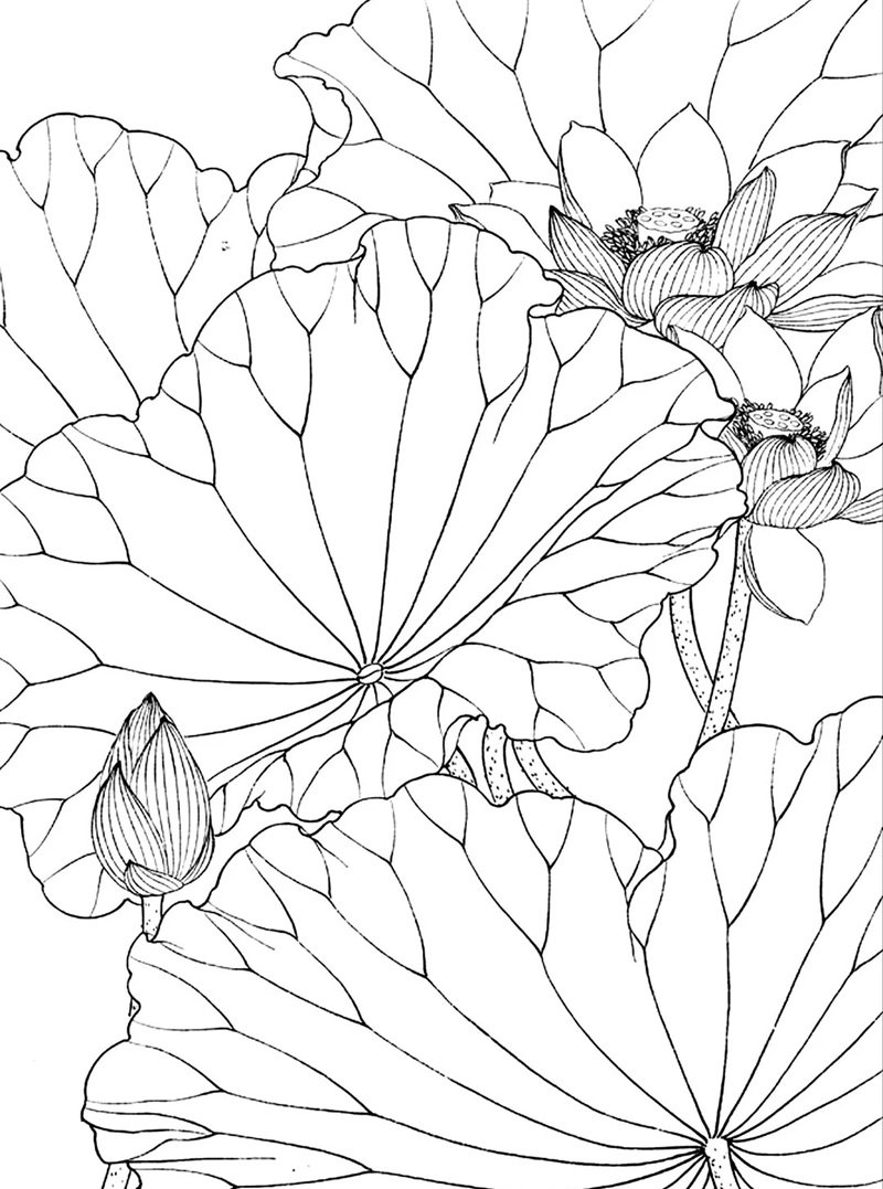 tranh tô màu hoa sen 27