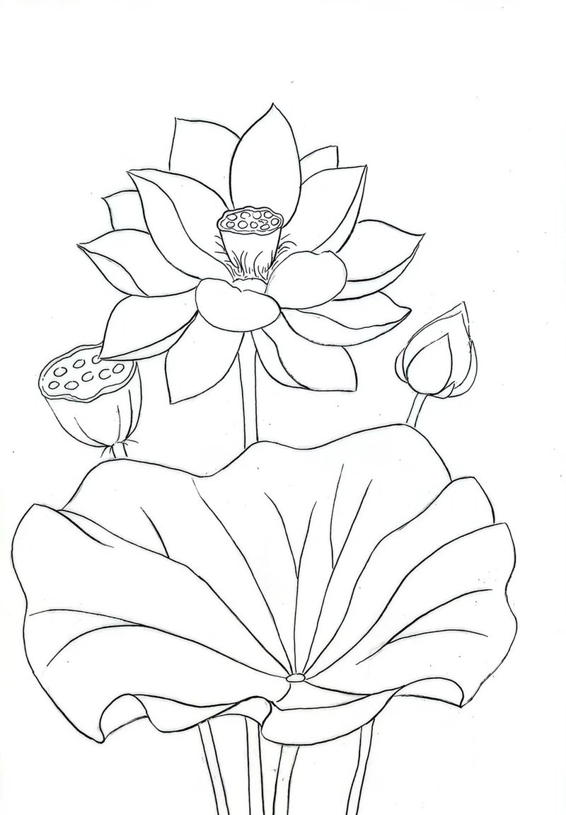 tranh tô màu hoa sen 37