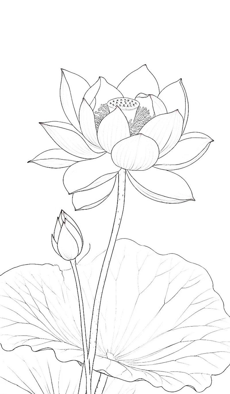 tranh tô màu hoa sen 39