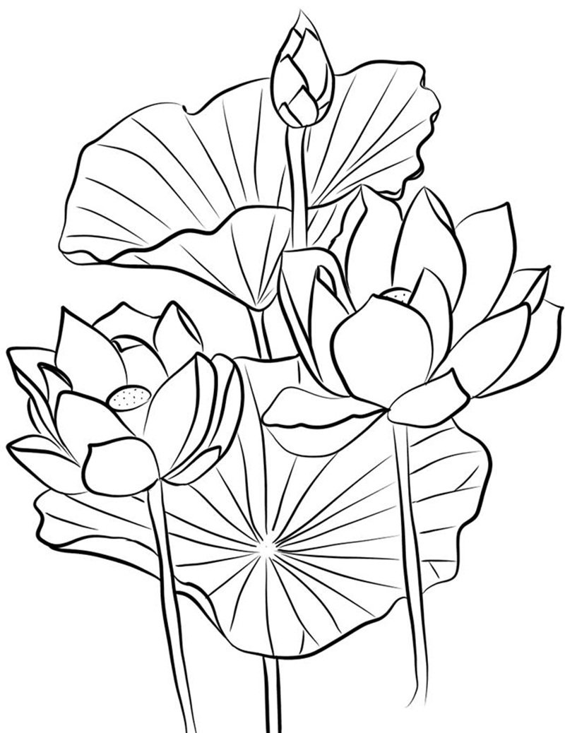 Tranh tô màu Hoa sen cho bé