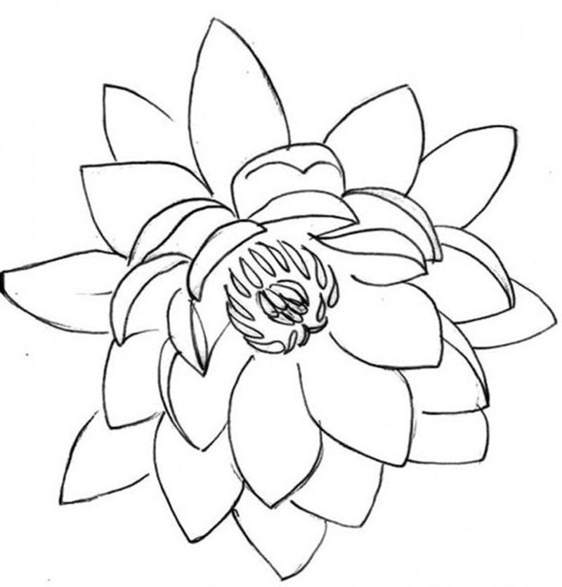 tranh tô màu hoa sen 7