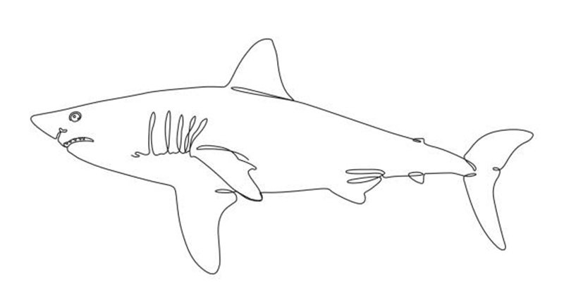 tô màu cá mập 10