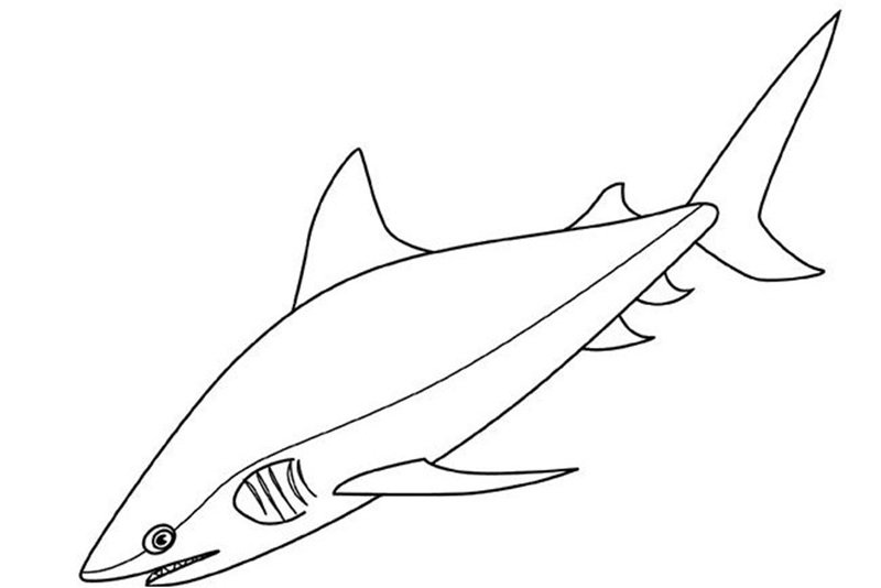 tô màu cá mập 2