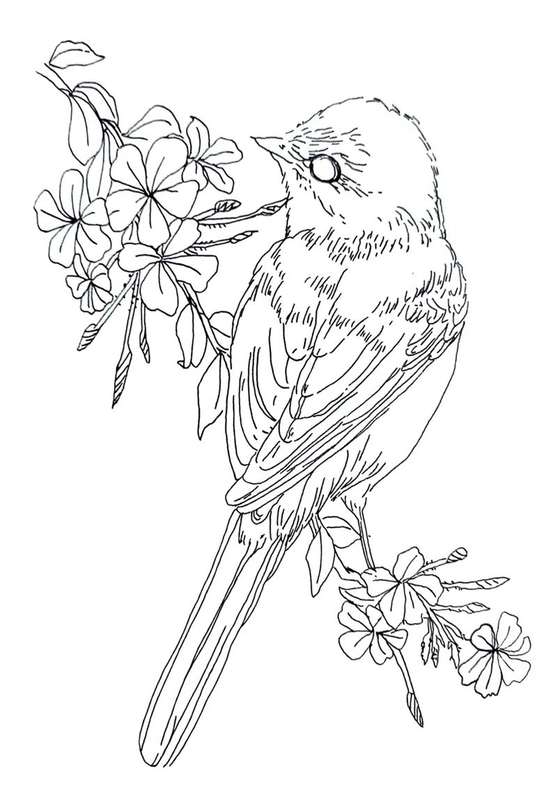 tô màu con chim 21