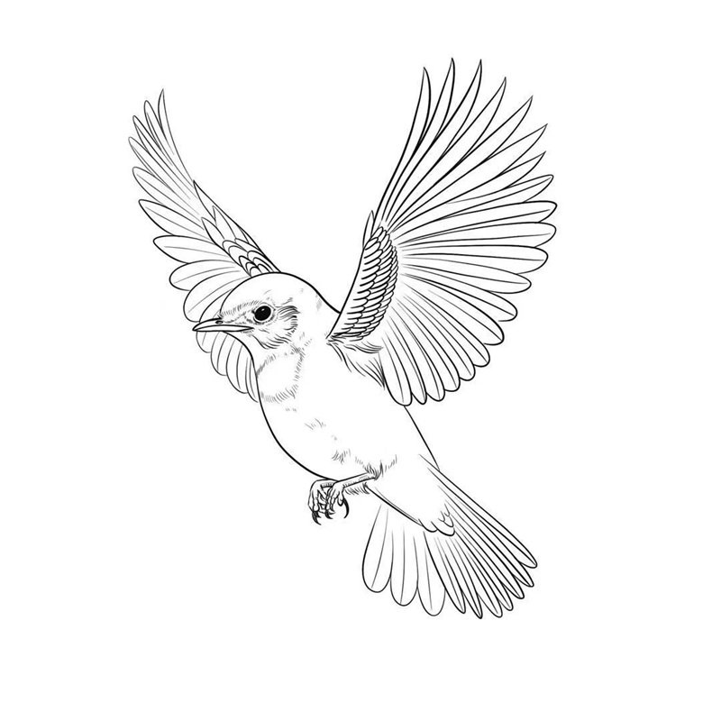 tô màu con chim 24