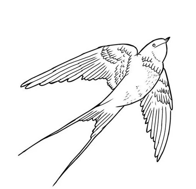 tô màu con chim 28
