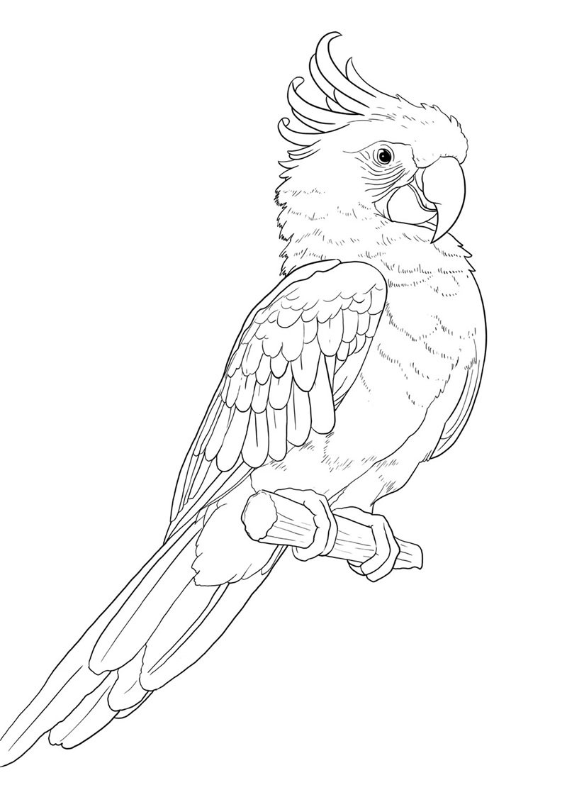 tô màu con chim 30