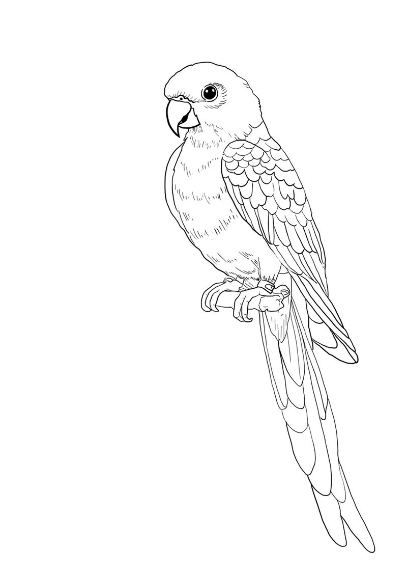 tô màu con chim 31