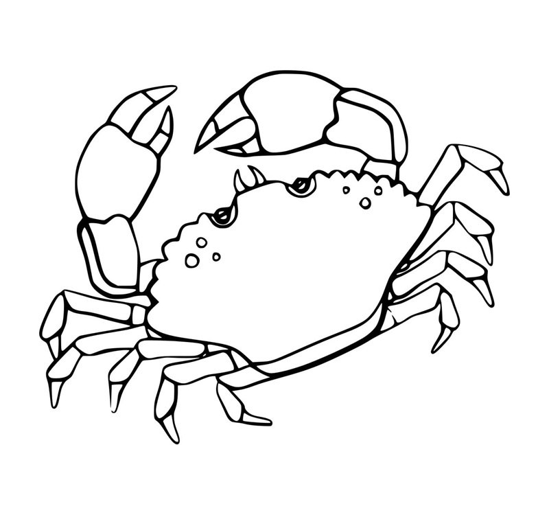 tô màu con cua 5