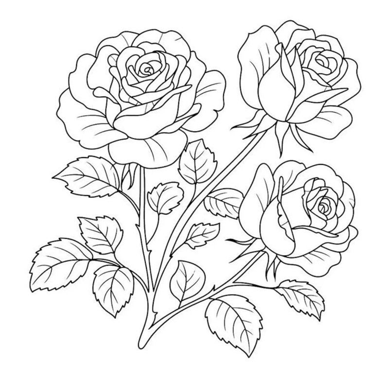 tô màu hoa hồng 13
