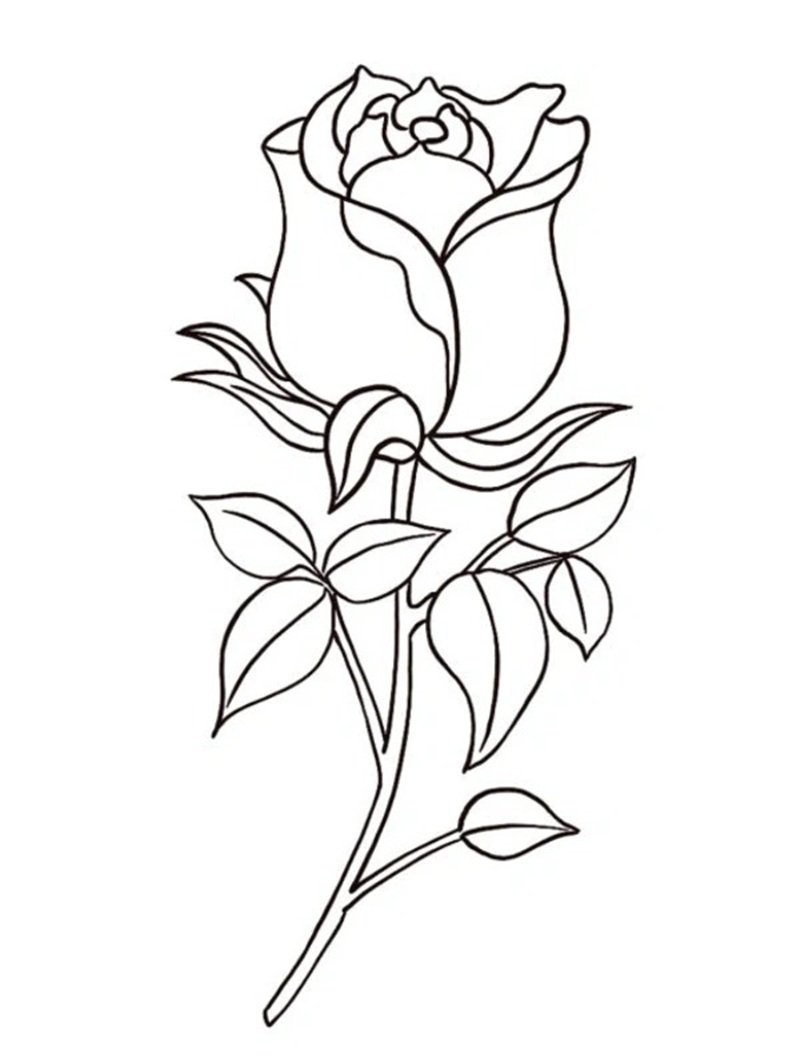 tô màu hoa hồng 21