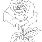 tô màu hoa hồng 22
