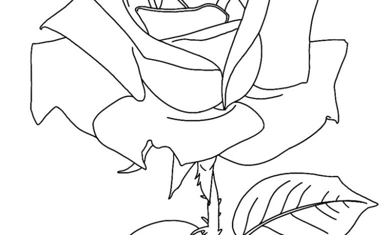 tô màu hoa hồng 22