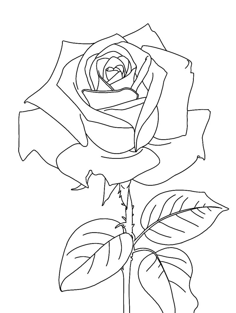 tô màu hoa hồng 22