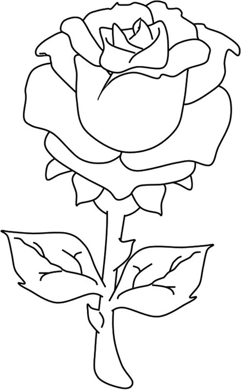 tô màu hoa hồng 7