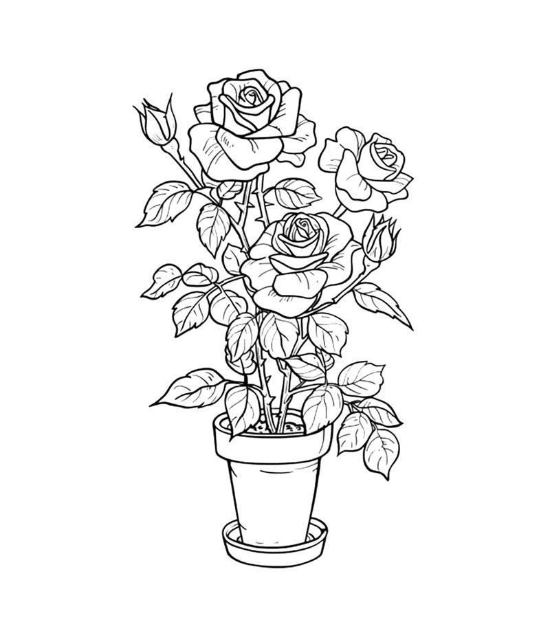 tô màu hoa hồng 8